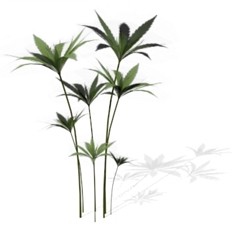 3D Plants - Papyrus